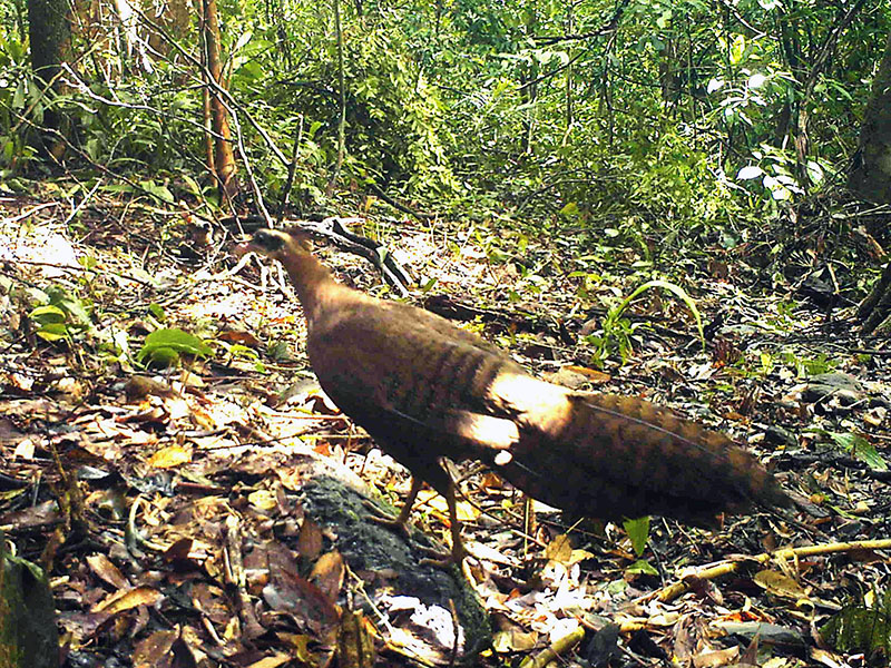 Birds of South East Asia