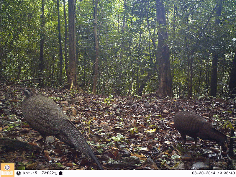 Birds of South East Asia