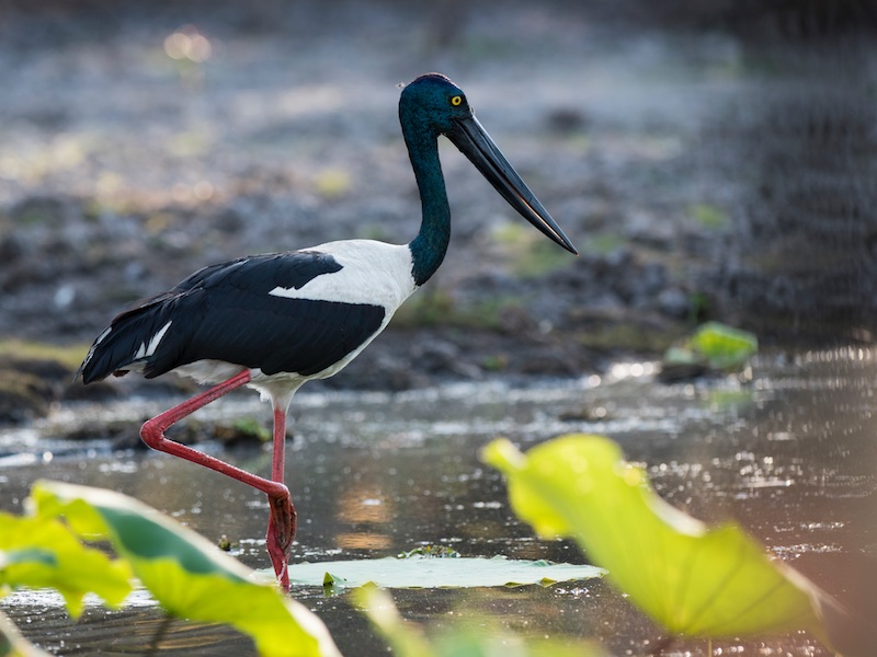 Birds of South East Asia