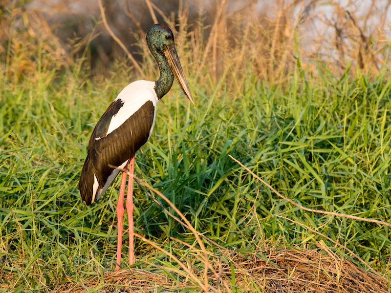 Birds of South East Asia