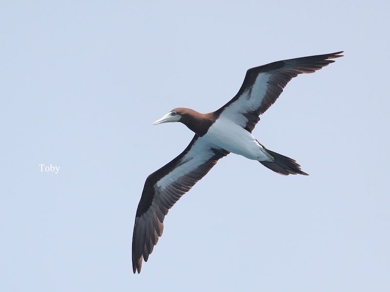 Birds of South East Asia