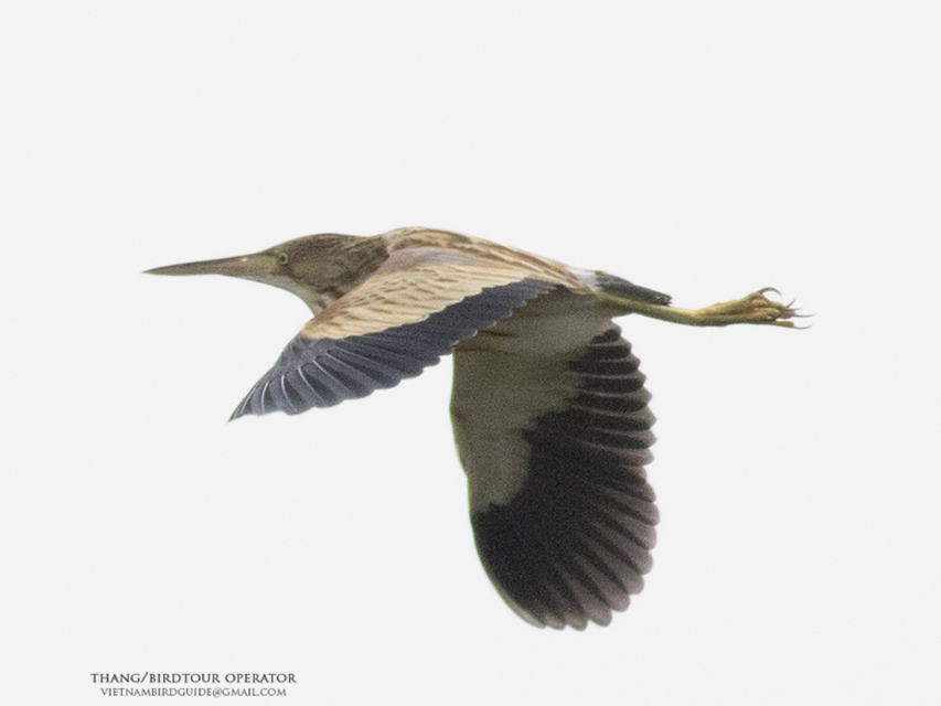 Birds of South East Asia