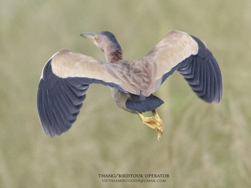 Birds of South East Asia
