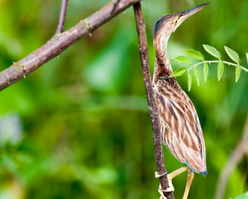 Birds of South East Asia