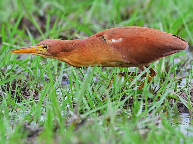 Birds of South East Asia