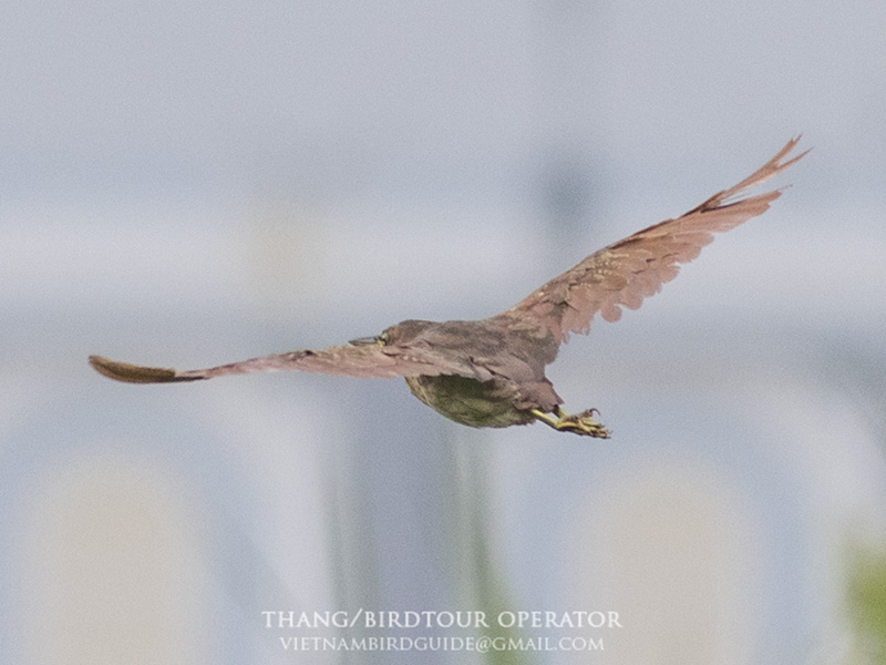 Birds of South East Asia