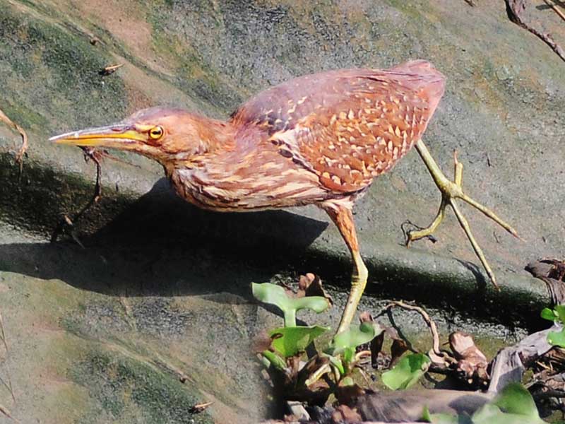 Birds of South East Asia