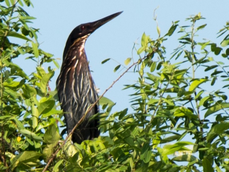Birds of South East Asia
