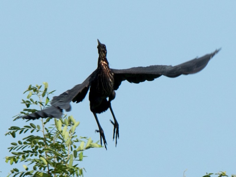 Birds of South East Asia