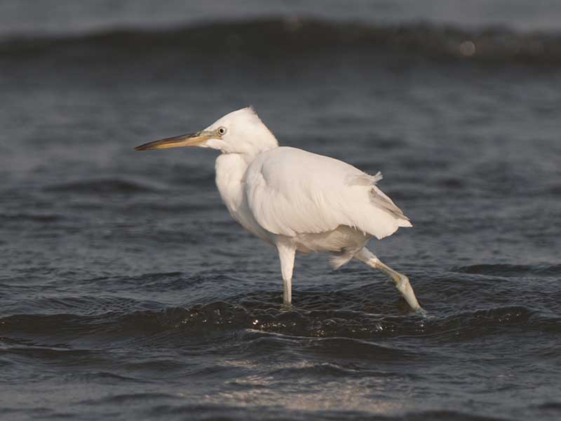 Birds of South East Asia