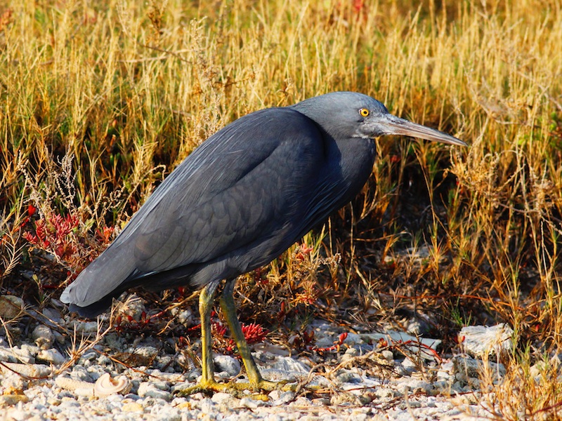 Birds of South East Asia