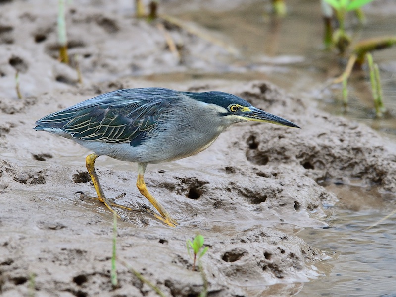 Birds of South East Asia