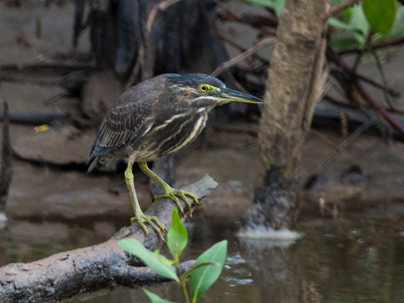 Birds of South East Asia