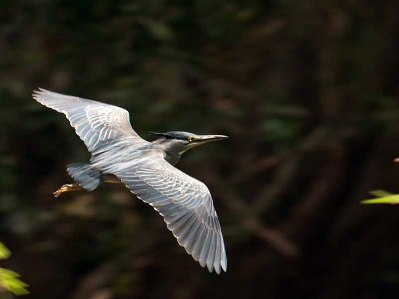 Birds of South East Asia