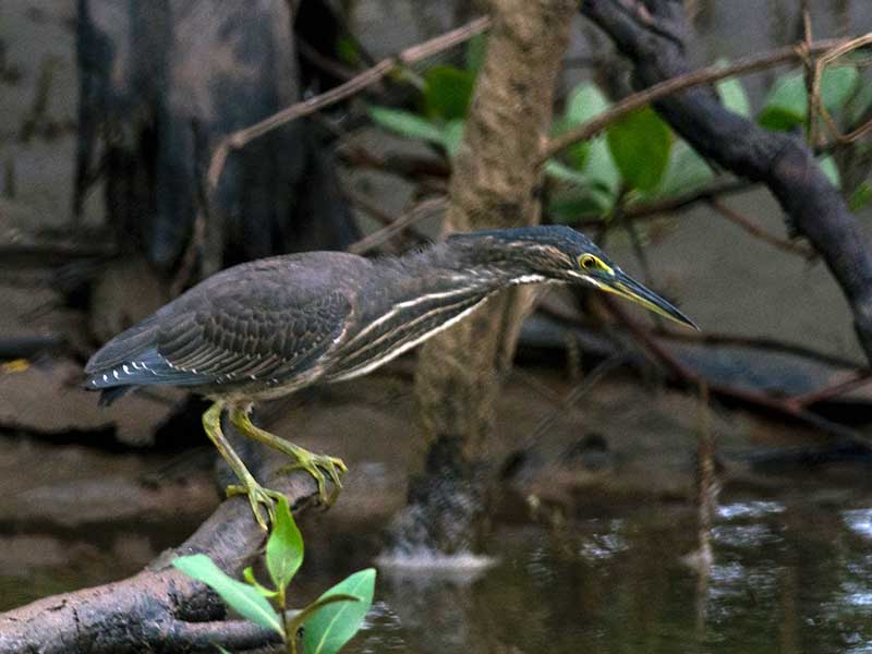 Birds of South East Asia