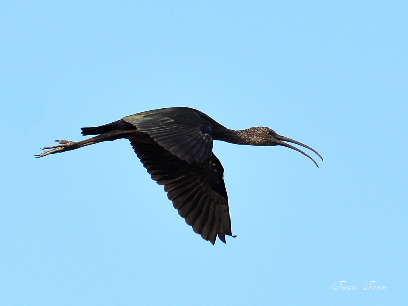 Birds of South East Asia