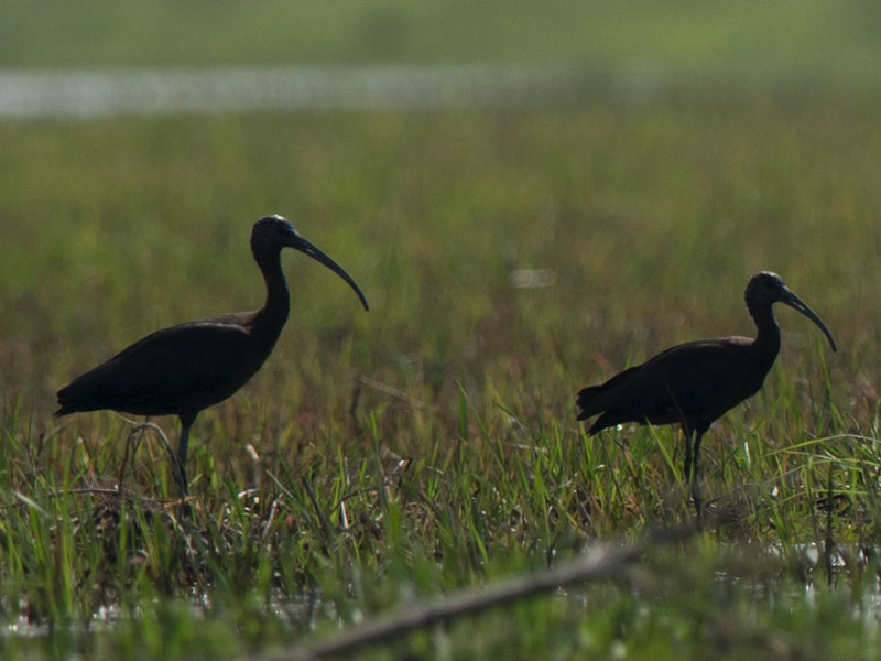 Birds of South East Asia