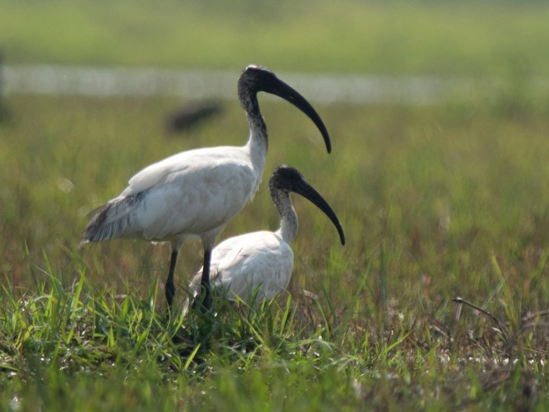 Birds of South East Asia