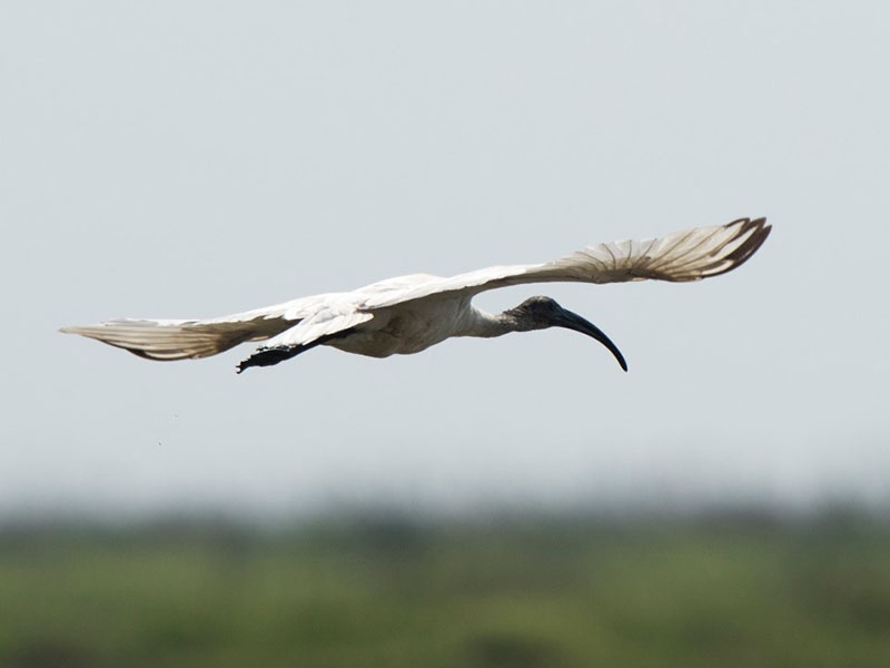 Birds of South East Asia
