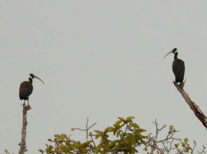 Birds of South East Asia