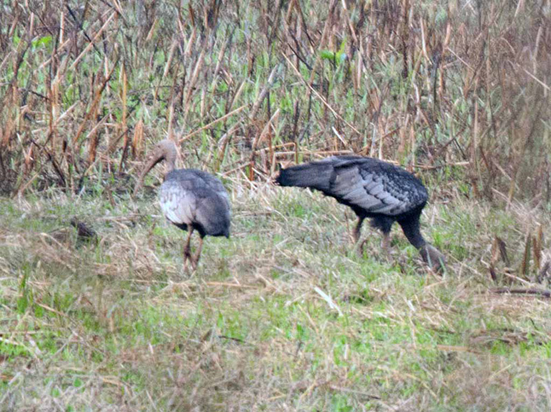Birds of South East Asia
