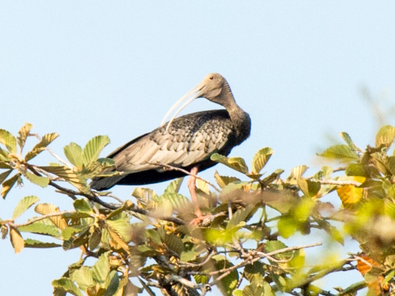 Birds of South East Asia