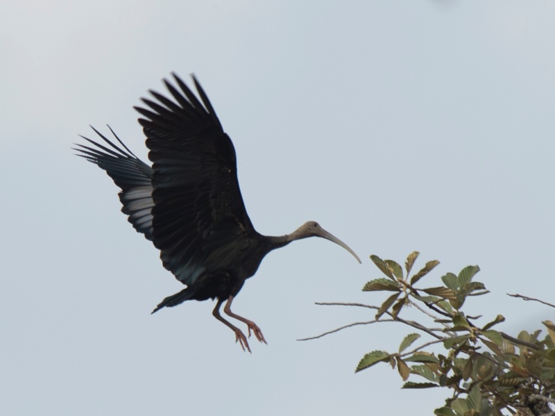 Birds of South East Asia