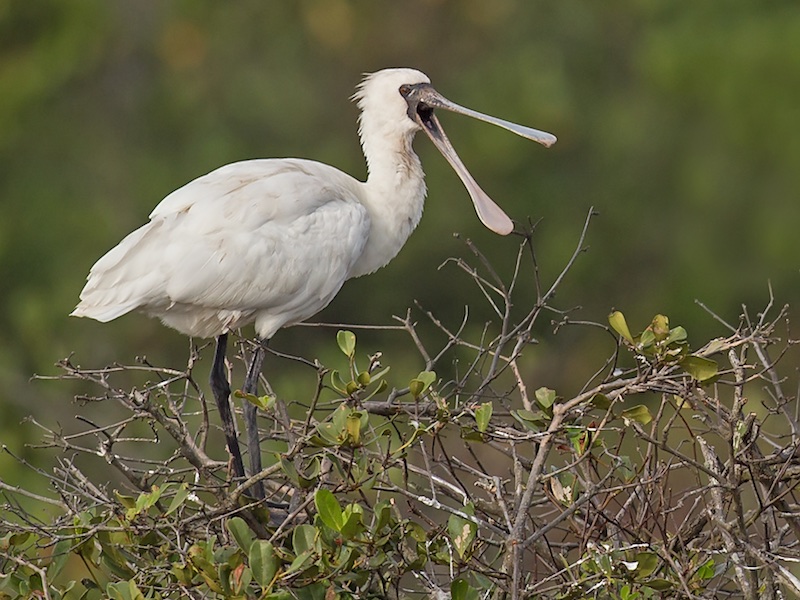 Birds of South East Asia