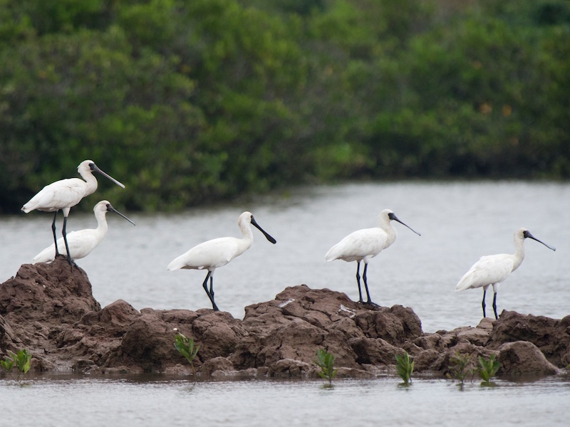Birds of South East Asia