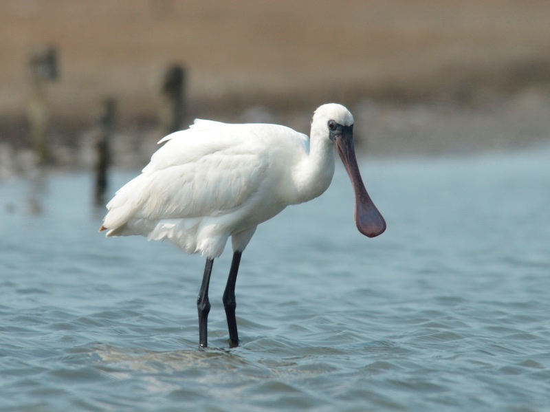 Birds of South East Asia