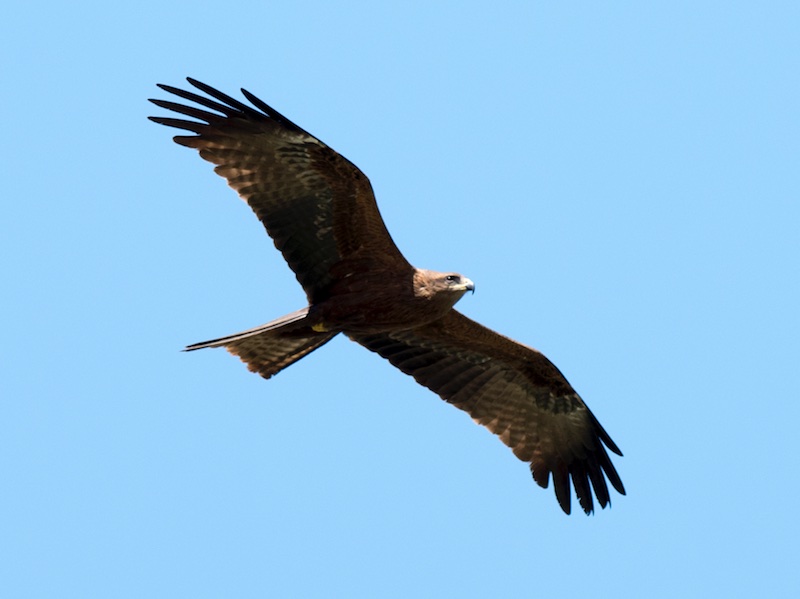 Birds of South East Asia