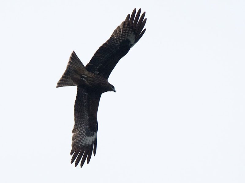 Birds of South East Asia