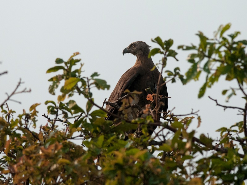 Birds of South East Asia