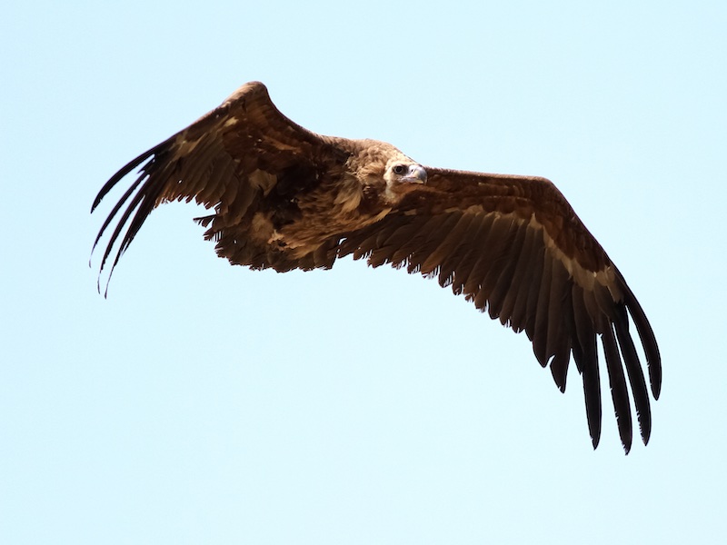 Birds of South East Asia