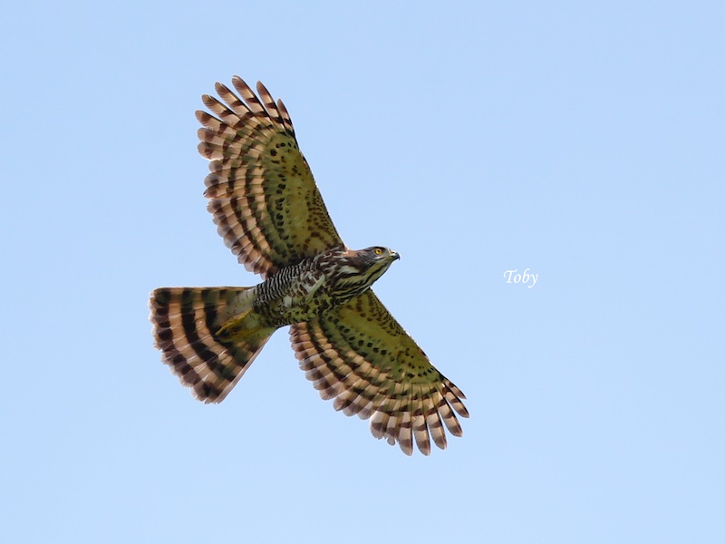 Birds of South East Asia