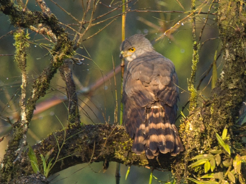 Birds of South East Asia