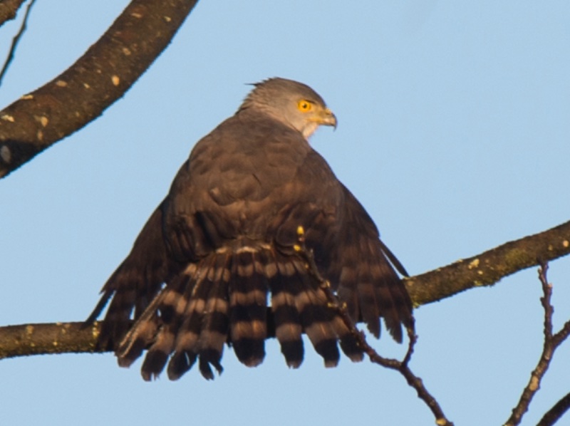 Birds of South East Asia