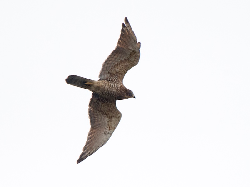 Birds of South East Asia