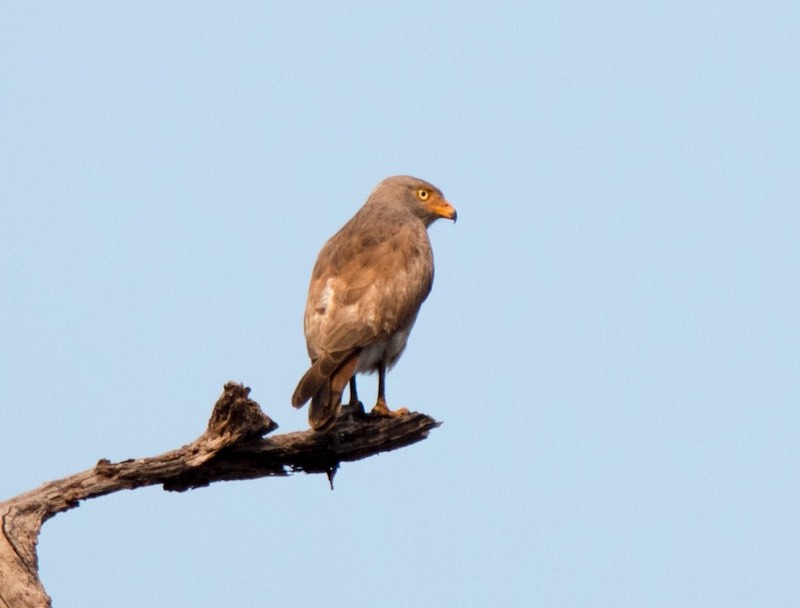 Birds of South East Asia
