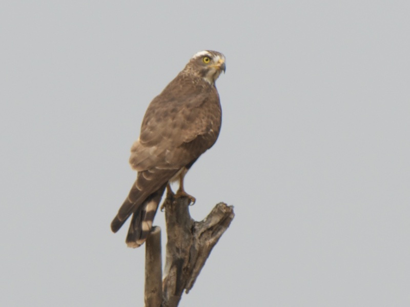 Birds of South East Asia