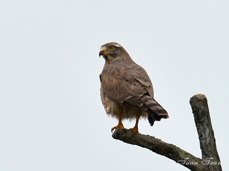Birds of South East Asia