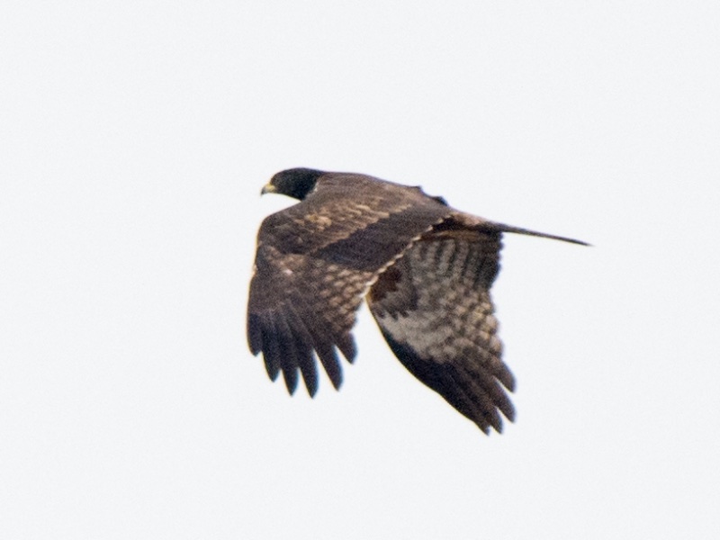 Birds of South East Asia