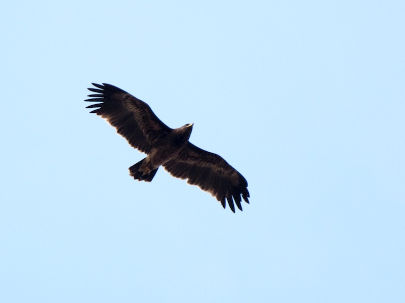 Birds of South East Asia