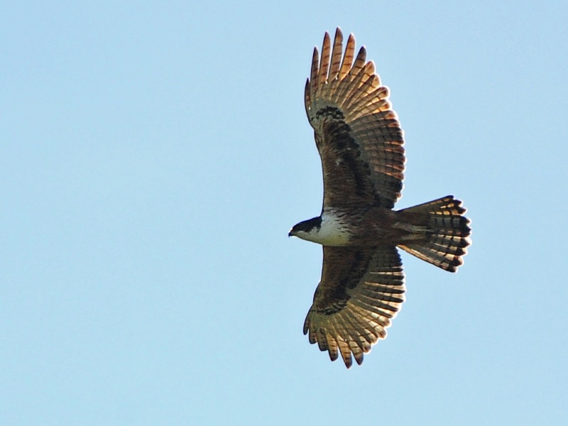 Birds of South East Asia