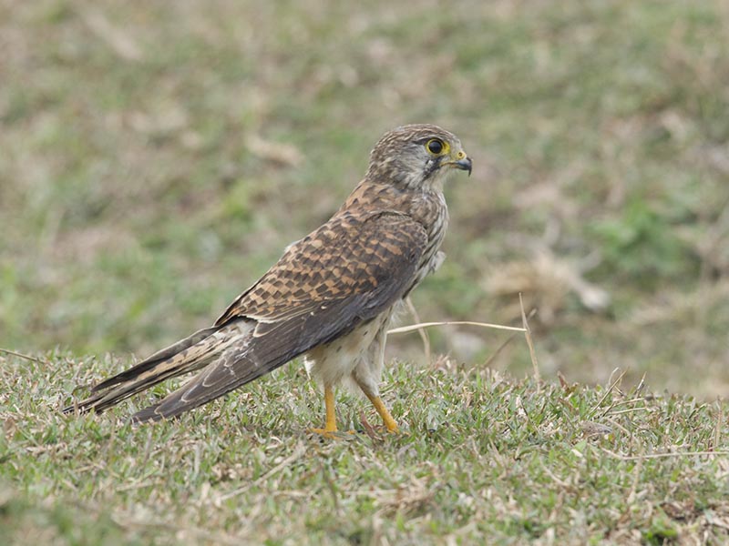 Birds of South East Asia