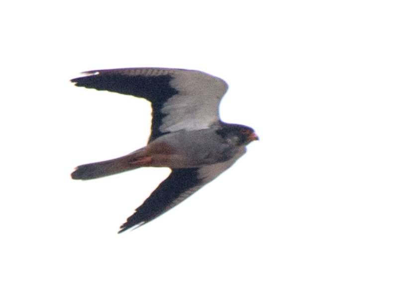 Birds of South East Asia