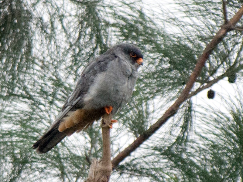 Birds of South East Asia