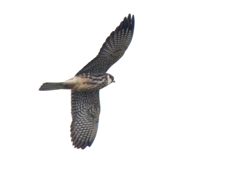 Birds of South East Asia