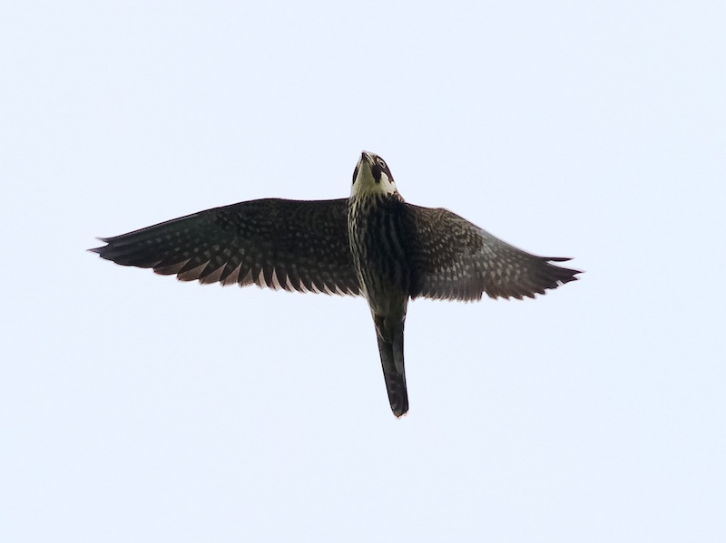Birds of South East Asia