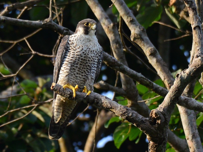 Birds of South East Asia